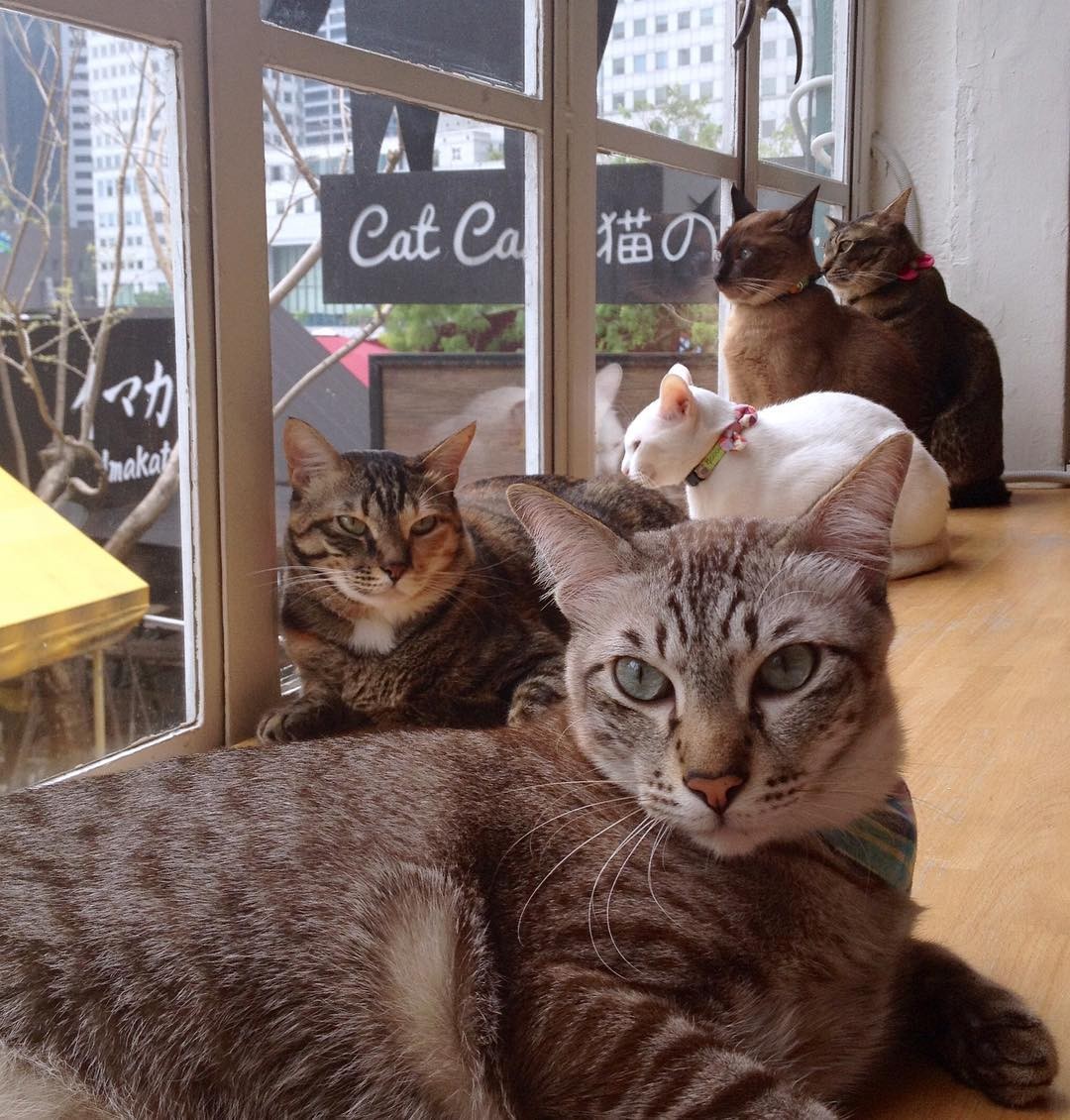 Japanese Activities In Singapore - Neko No Niwa Cat Cafe
