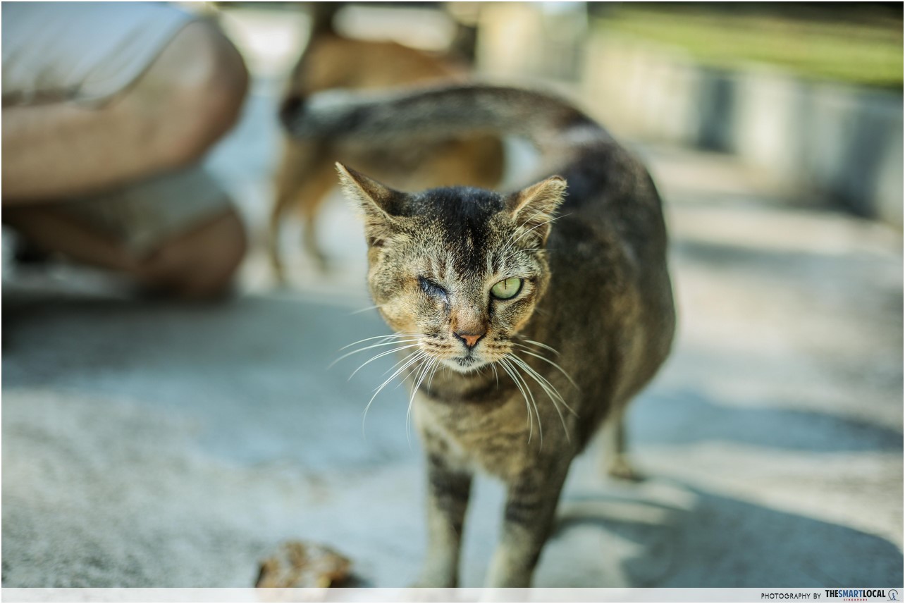 one-eyed cat on lazarus island