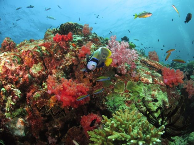 11 Lesser-Known Malaysian Dive Spots That You Need To Explore
