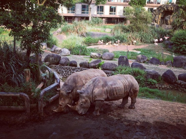 rhinos at leofoo resort