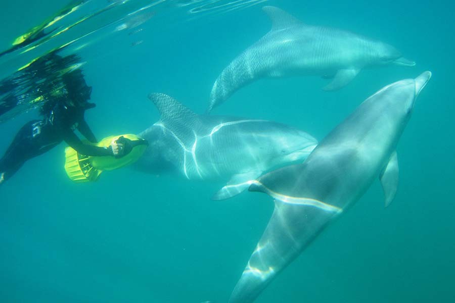 Shoalwater Islands Marine Park Dolphins