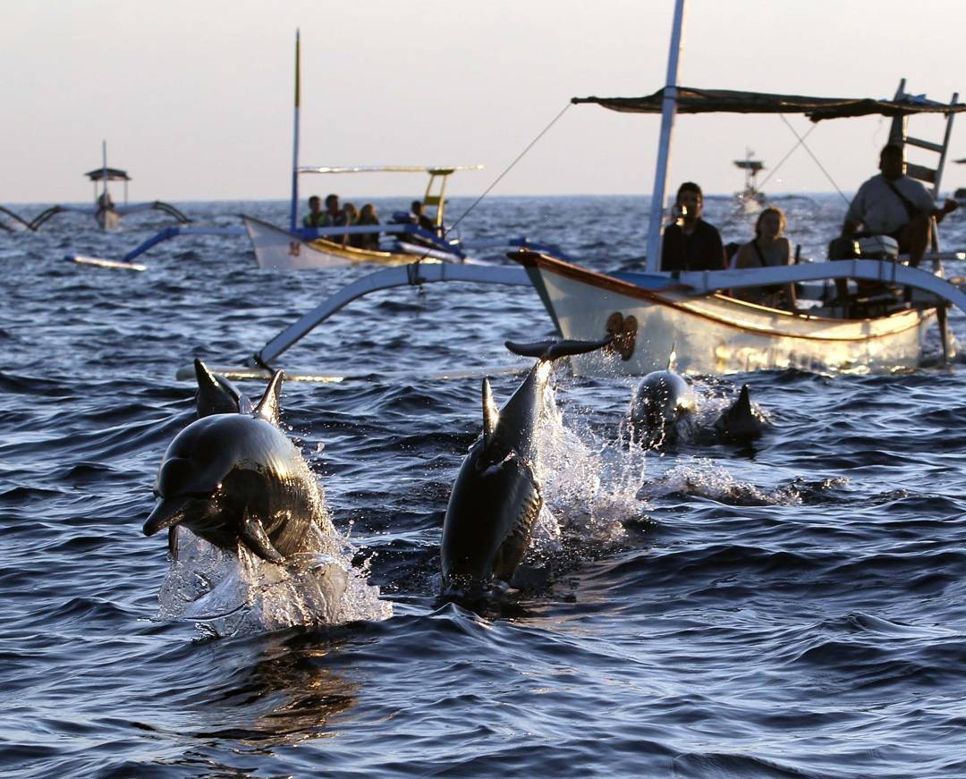 Chasing Dolphins at Lovina Beach