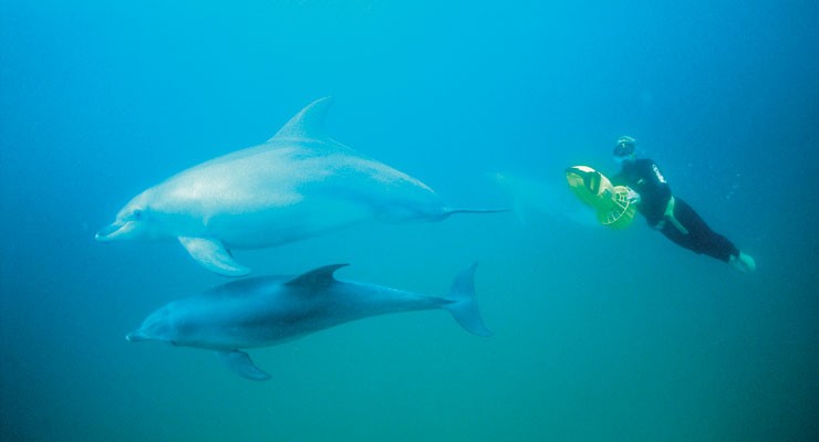 Rockingham swim with dolphins