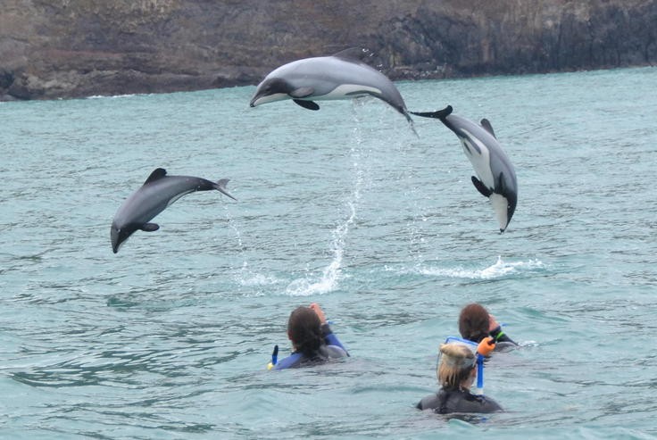 Akaroa dancing dolphins