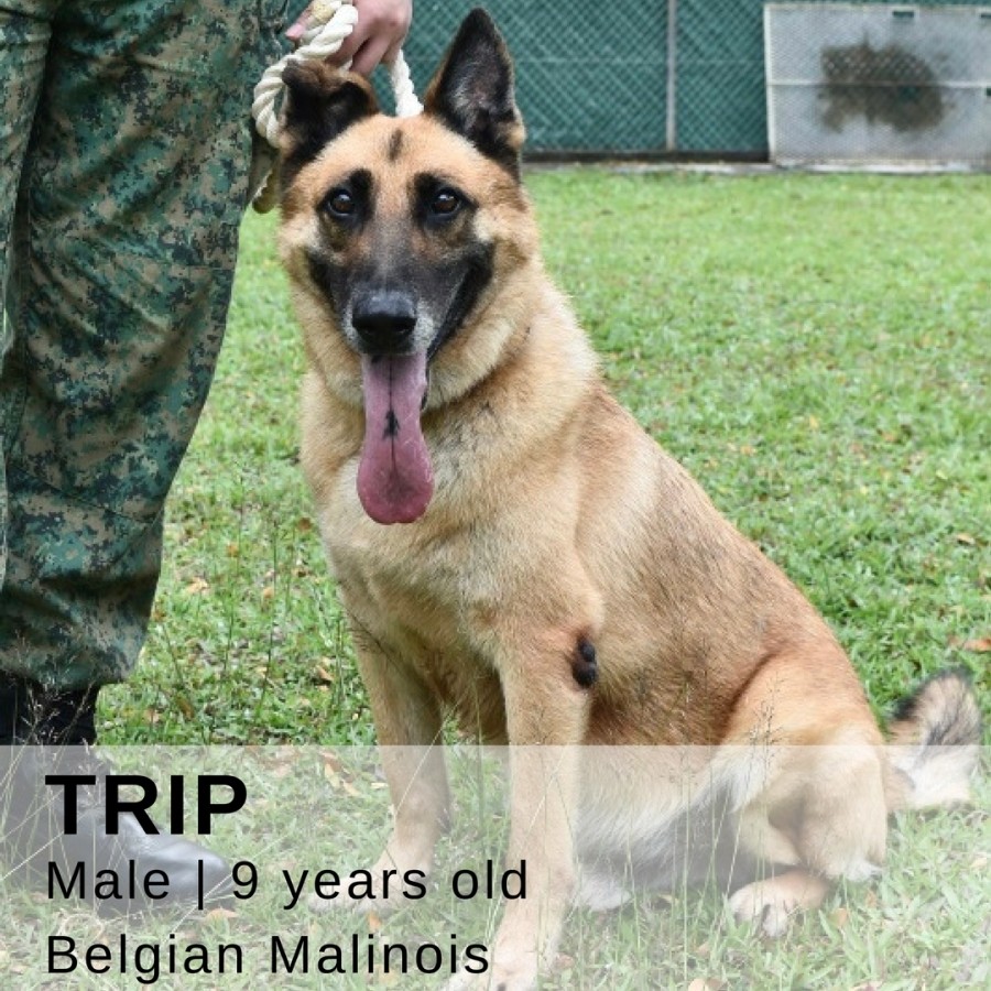 military dogs up for adoption