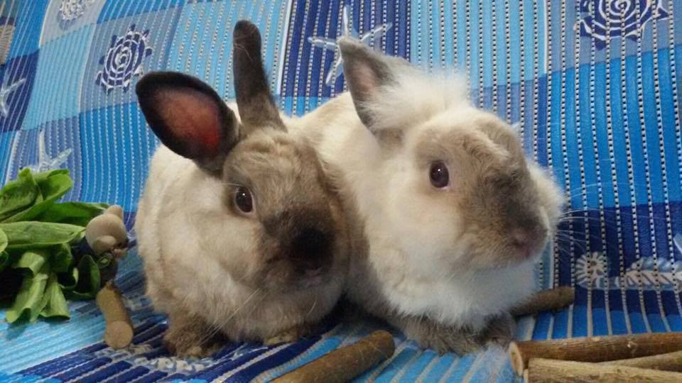 bunny wonderland bunnies for adoption