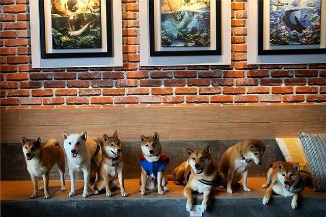 pet cafes in malaysia thesmartlocal