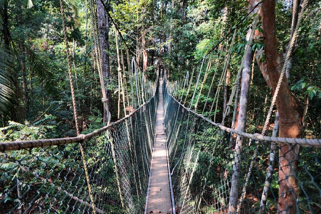 Canopy walk @ Taman Negara