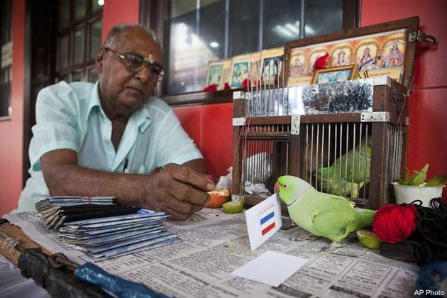 Singapore Parrot Fortune Teller
