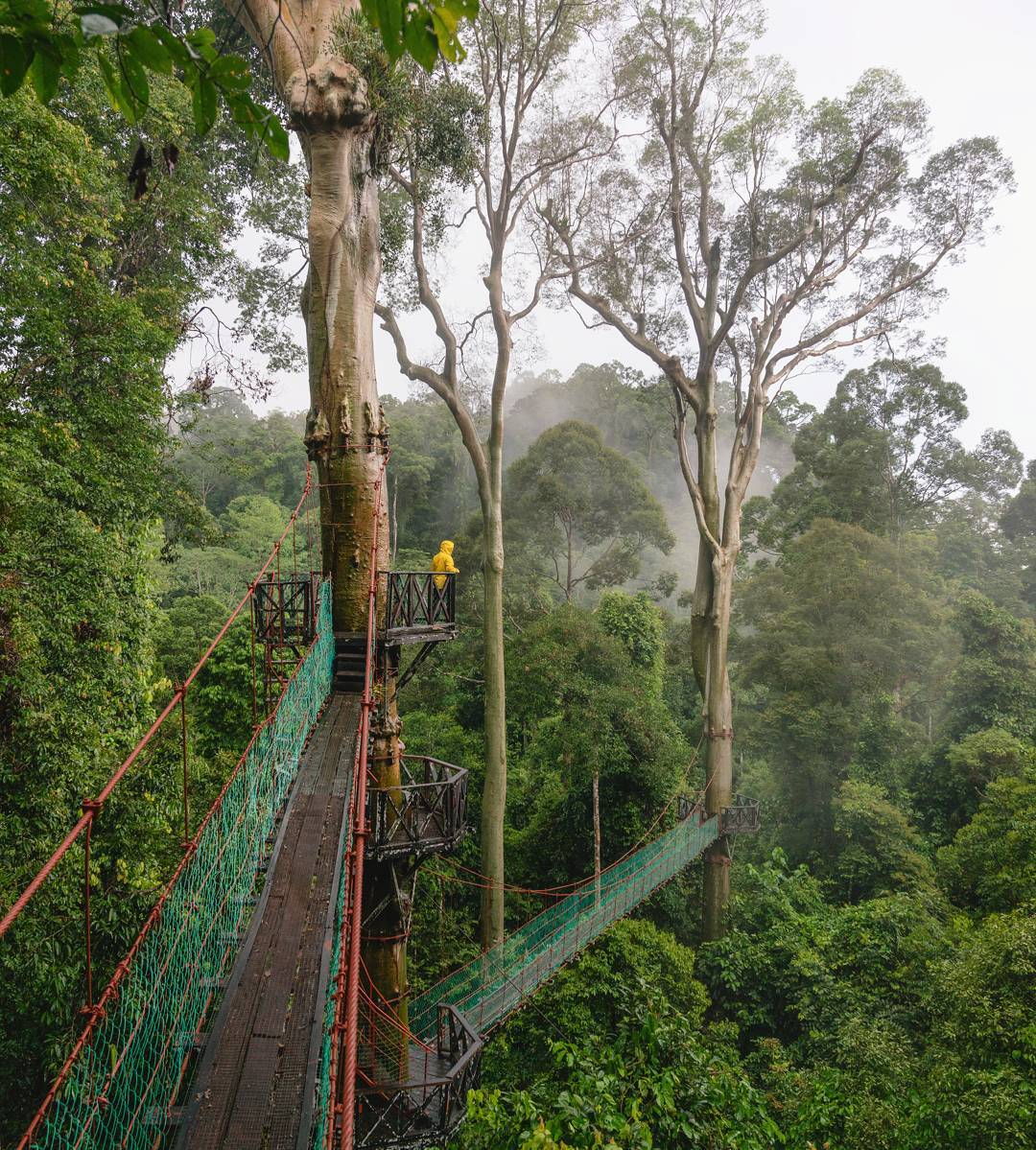 Borneo Rainforest Lodge