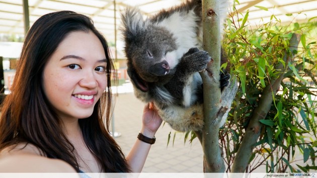 koala selfie caversham wildlife park
