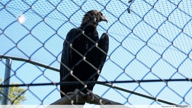 australian eagle caversham wildlife park