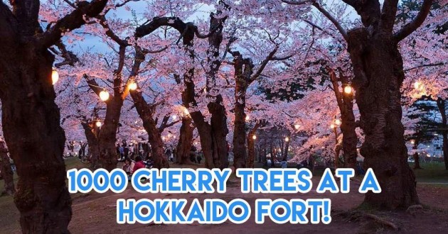 1000 cherry trees at Hokkaido fort
