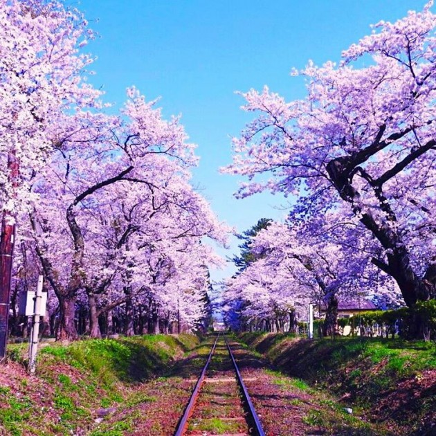 ashino park tsugaru railway cherry blossoms aomori