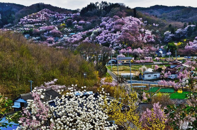 fukushima cherry blossoms hanamiyama park
