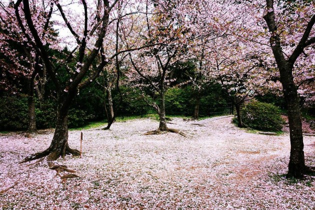 nishikoen nishi park cherry blossoms fukuoka