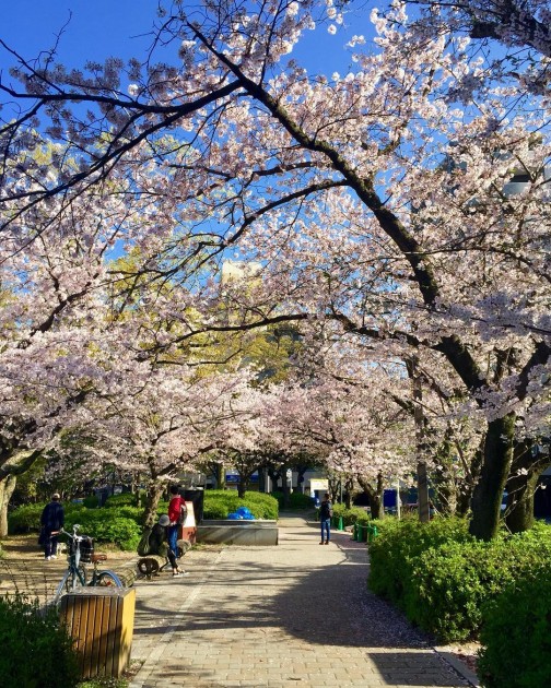 peace memorial park hiroshima cherry blossoms