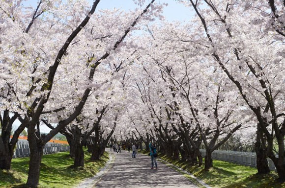 toda memorial park cherry blossoms cemetery