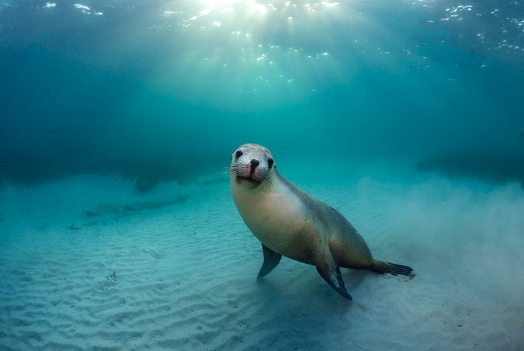 australian sea lion