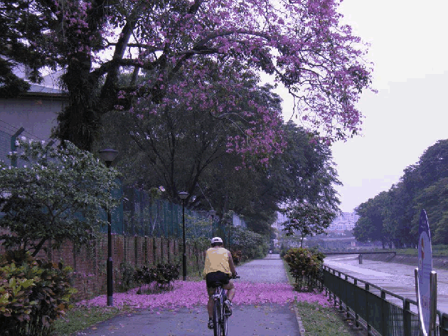 sakura cherry blossom singapore phenomenon season bizarre pretty nature
