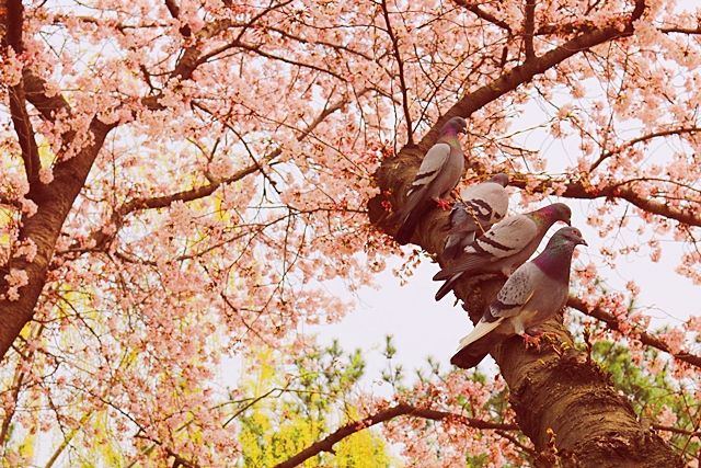 Pigeons on cherry blossom tree, Gyeongju