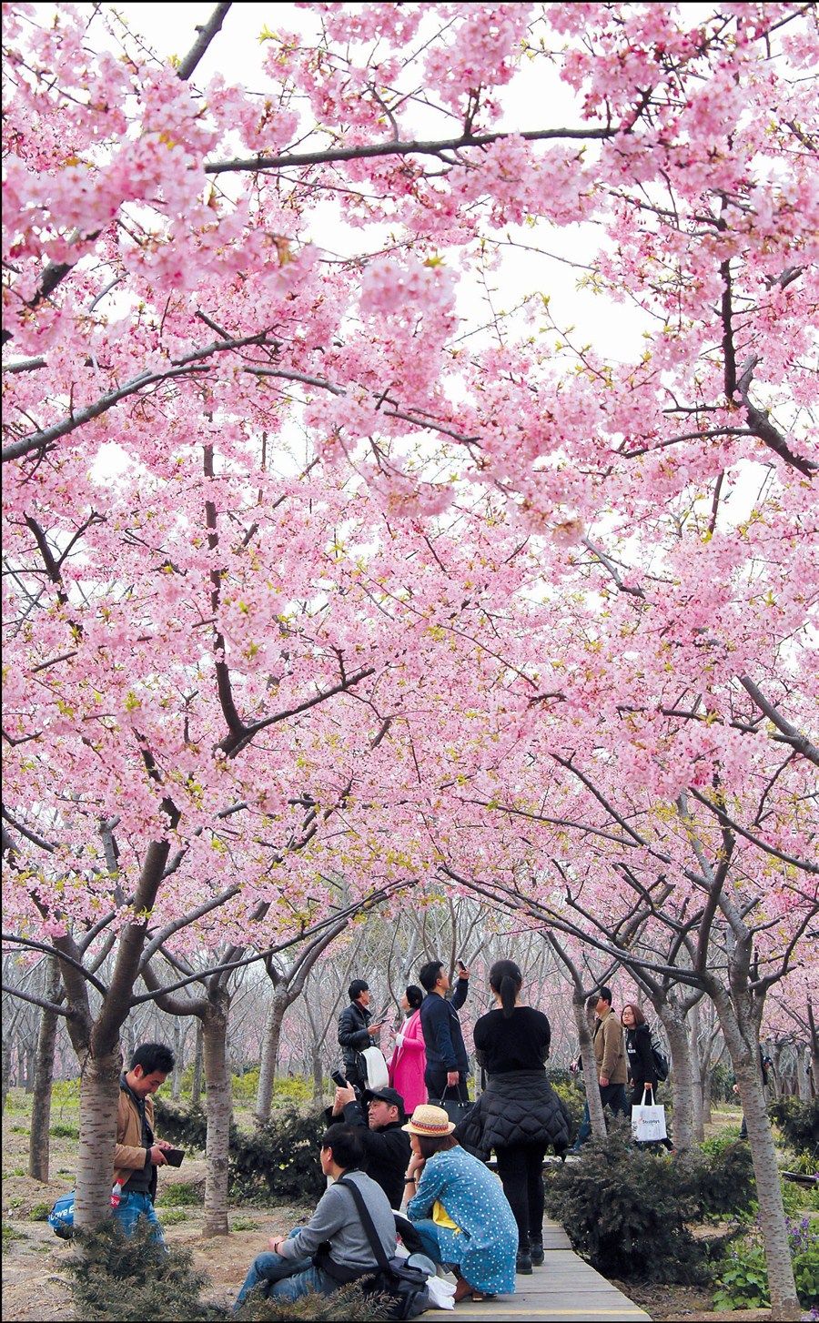 Cherry Blossoms at Gucun Park, Shanghai