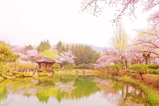 Lake with cherry blossoms, Gyeongju 