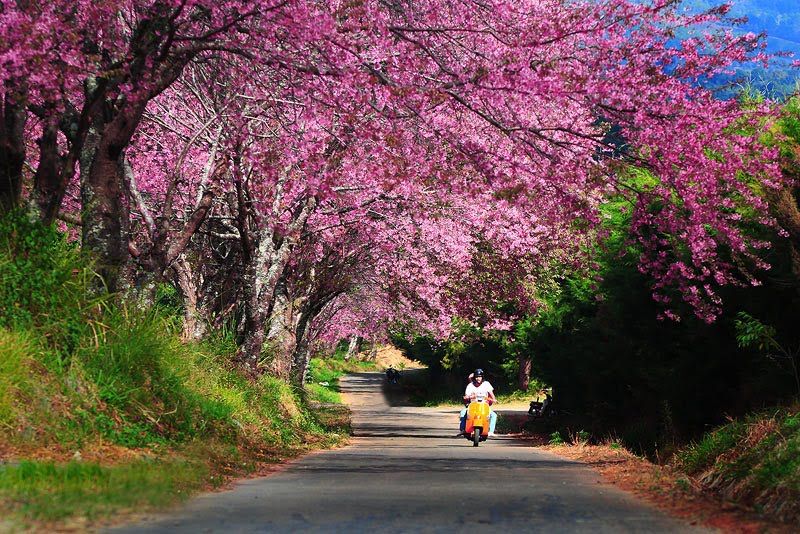 Sakura season at Khun Chang Kian, Chiang Mai
