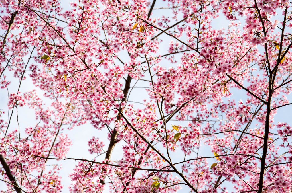 Sakura Trees, Chiang Mai Thailand