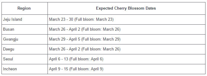 South Korean Cherry Blossom Season Dates
