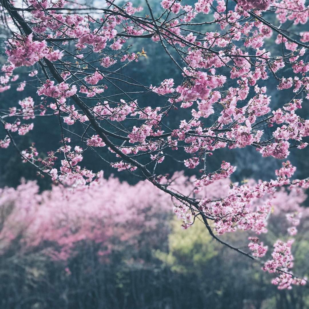 Cherry Blossom Tree, Wuling Farm