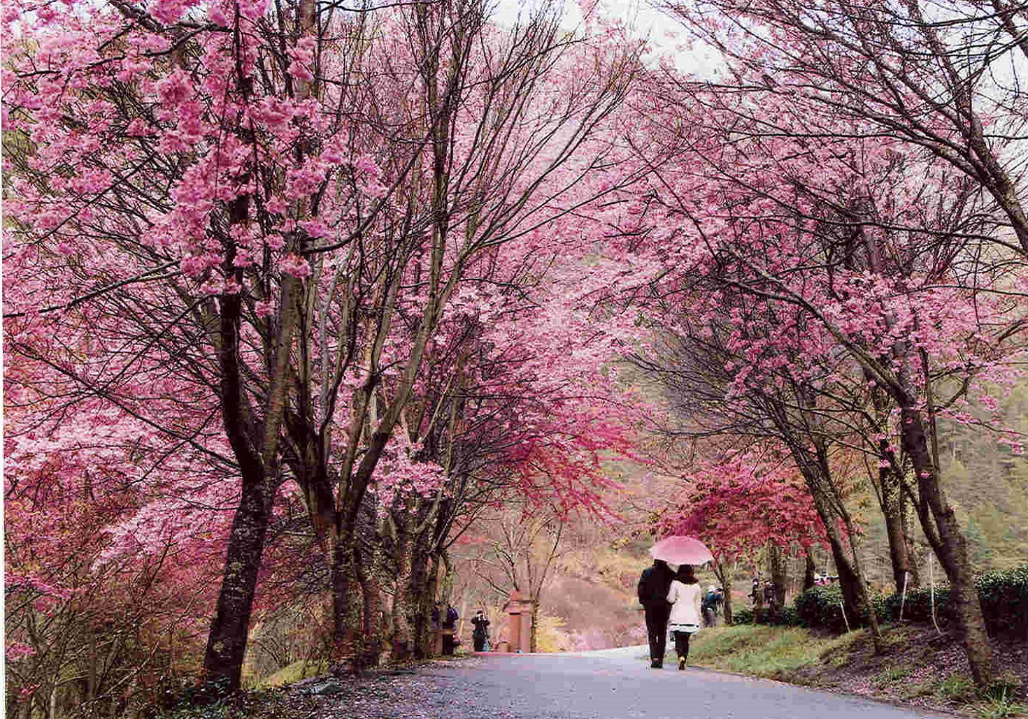 Cherry Blossoms at Wuling Farm, Taichung City