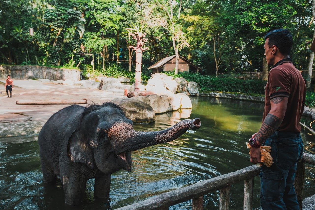 Komali the elephant, Singapore Zoo