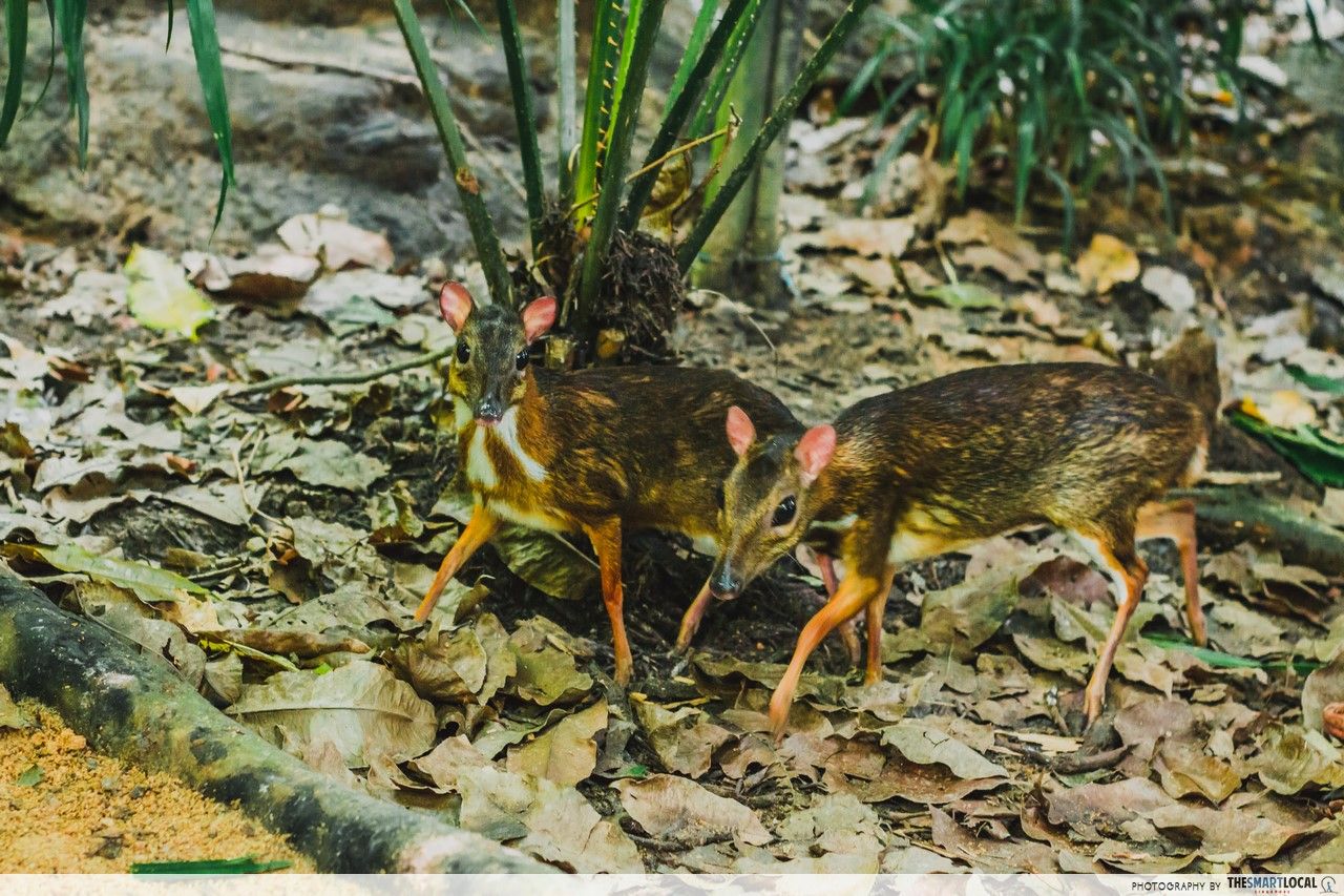 Lesser mouse-deer at the Fragile Forest, Singapore Zoo