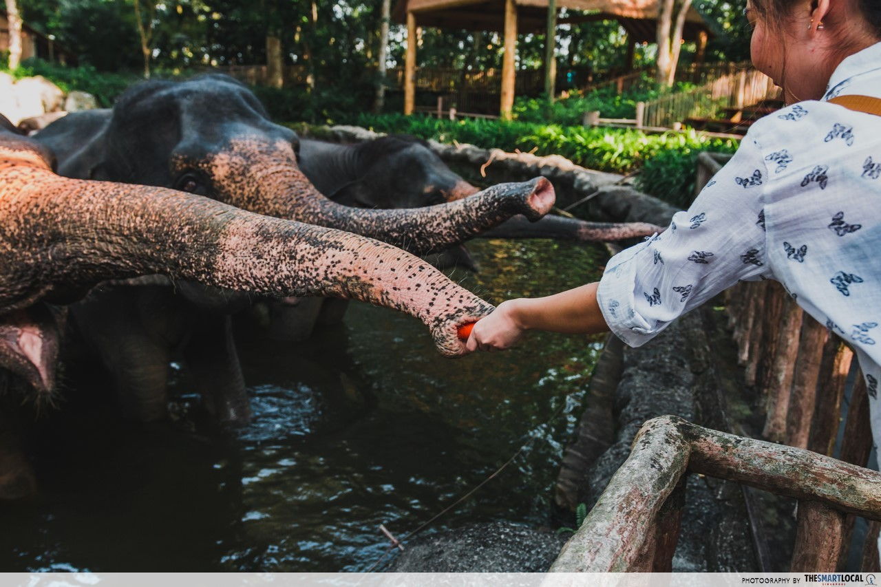 Elephants of Asia Feeding Time, Singapore Zoo