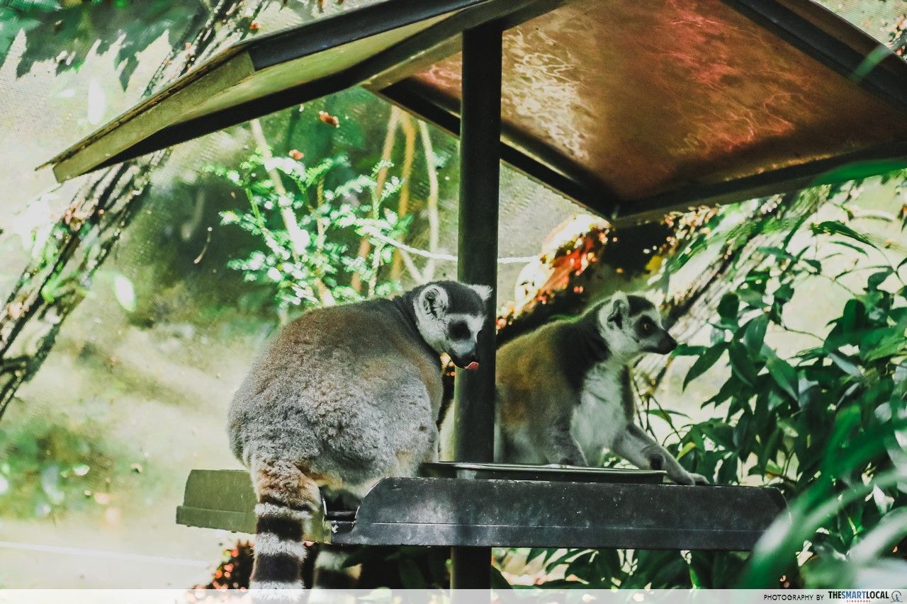 Ring-tailed lemurs snacking, Fragile Forest at Singapore Zoo
