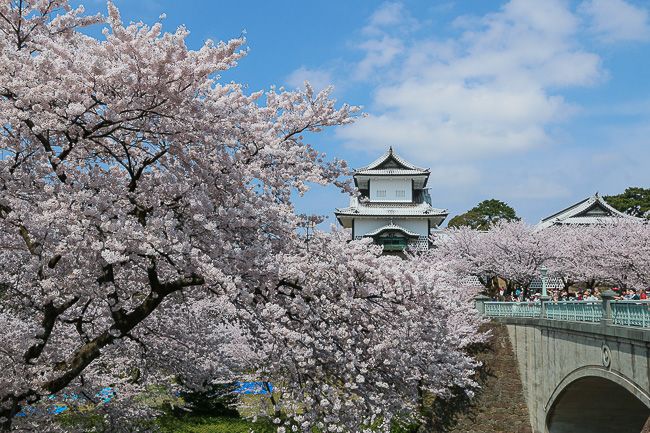 Cherry blossoms blooming outside Kanazawa Castle.