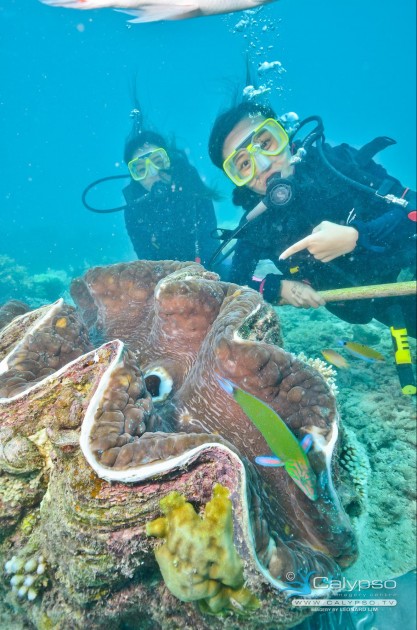 great barrier reef cairns scuba diving