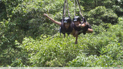 world's fastest jungle swing minjin cairns