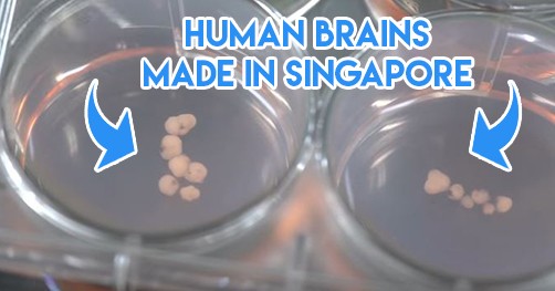 mini brain astar scientists singapore research youtube