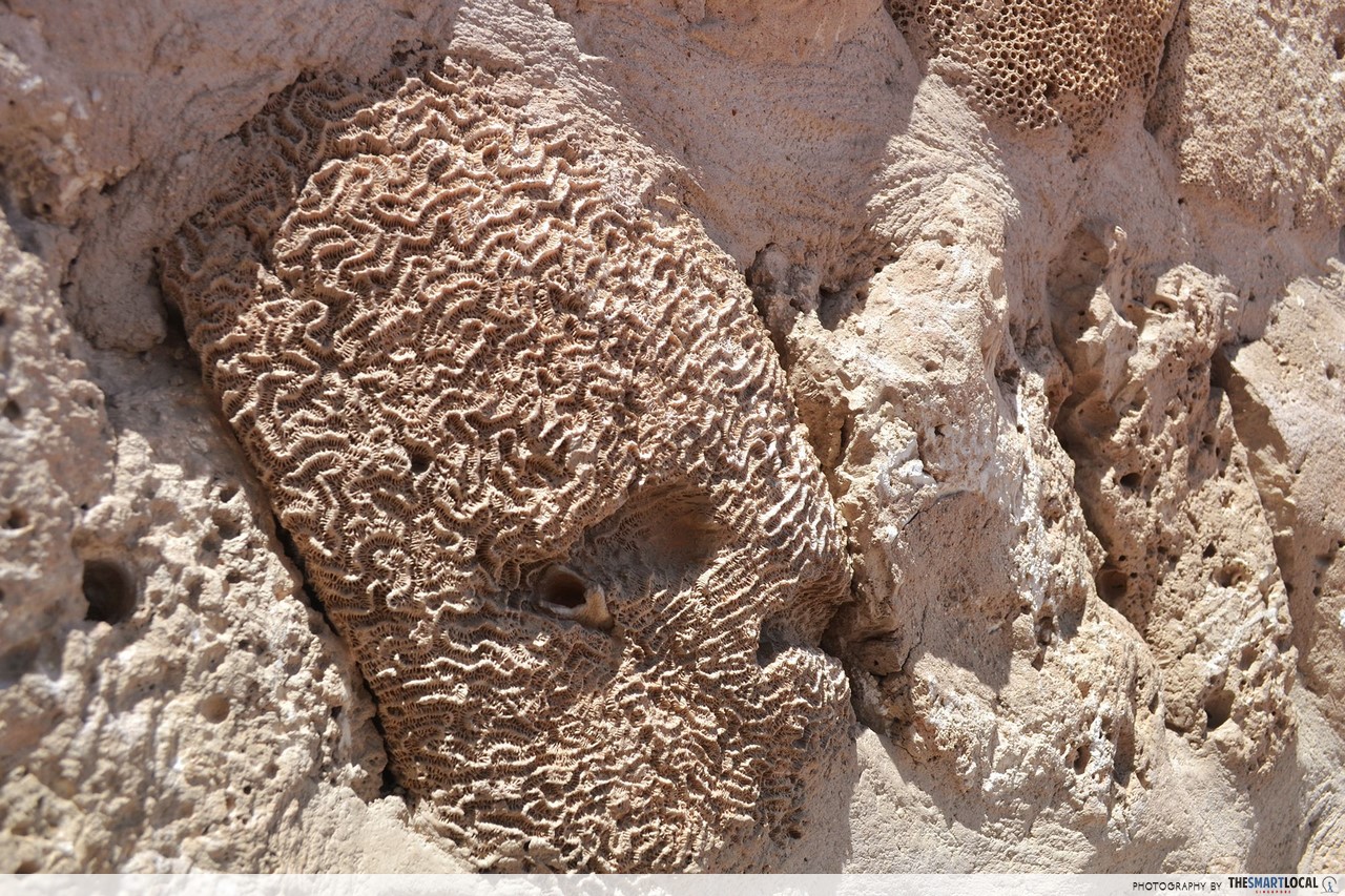 Walls made out of dried coral