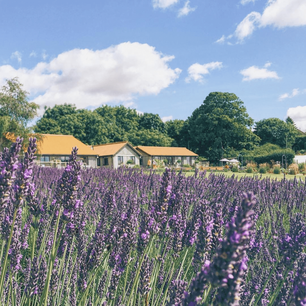 York Lavender Field