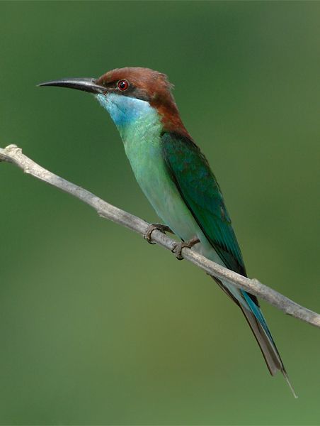 blue-throated bee eater at pasir ris