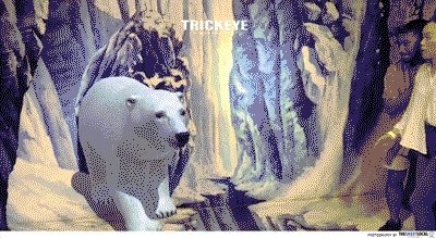 polar bear trickeye AR