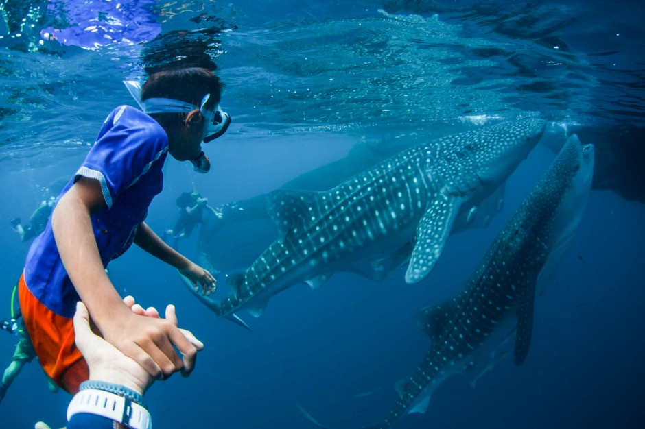 cederwasih bay snorkel whale sharks indonesia
