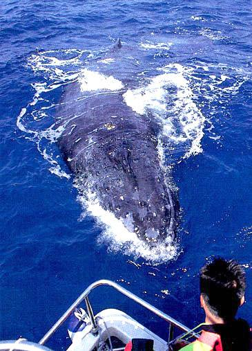 kerama islands humpback whale