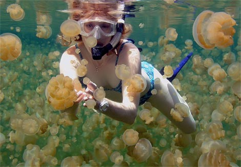 pulau kakaban indonesia stingless jellyfish