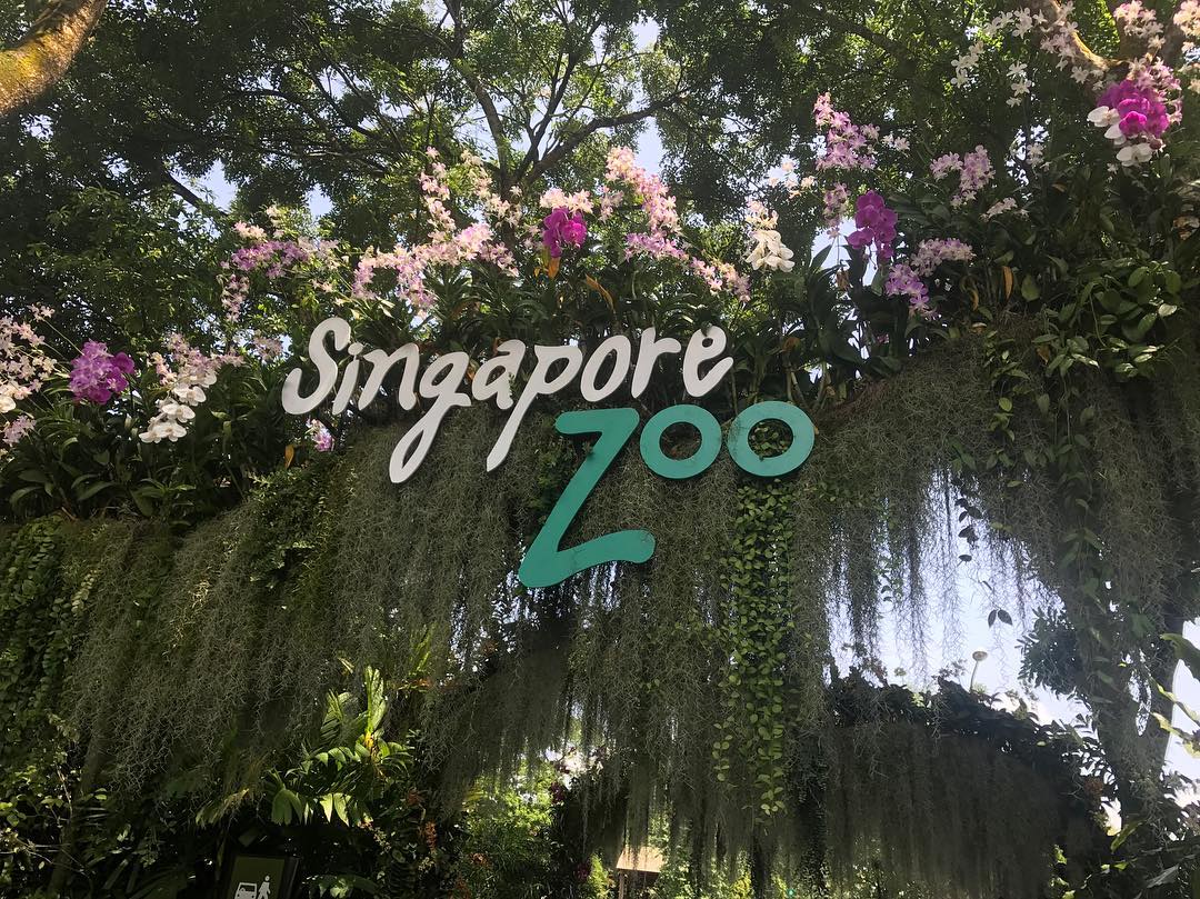 12 Lobangs - Singapore Zoo