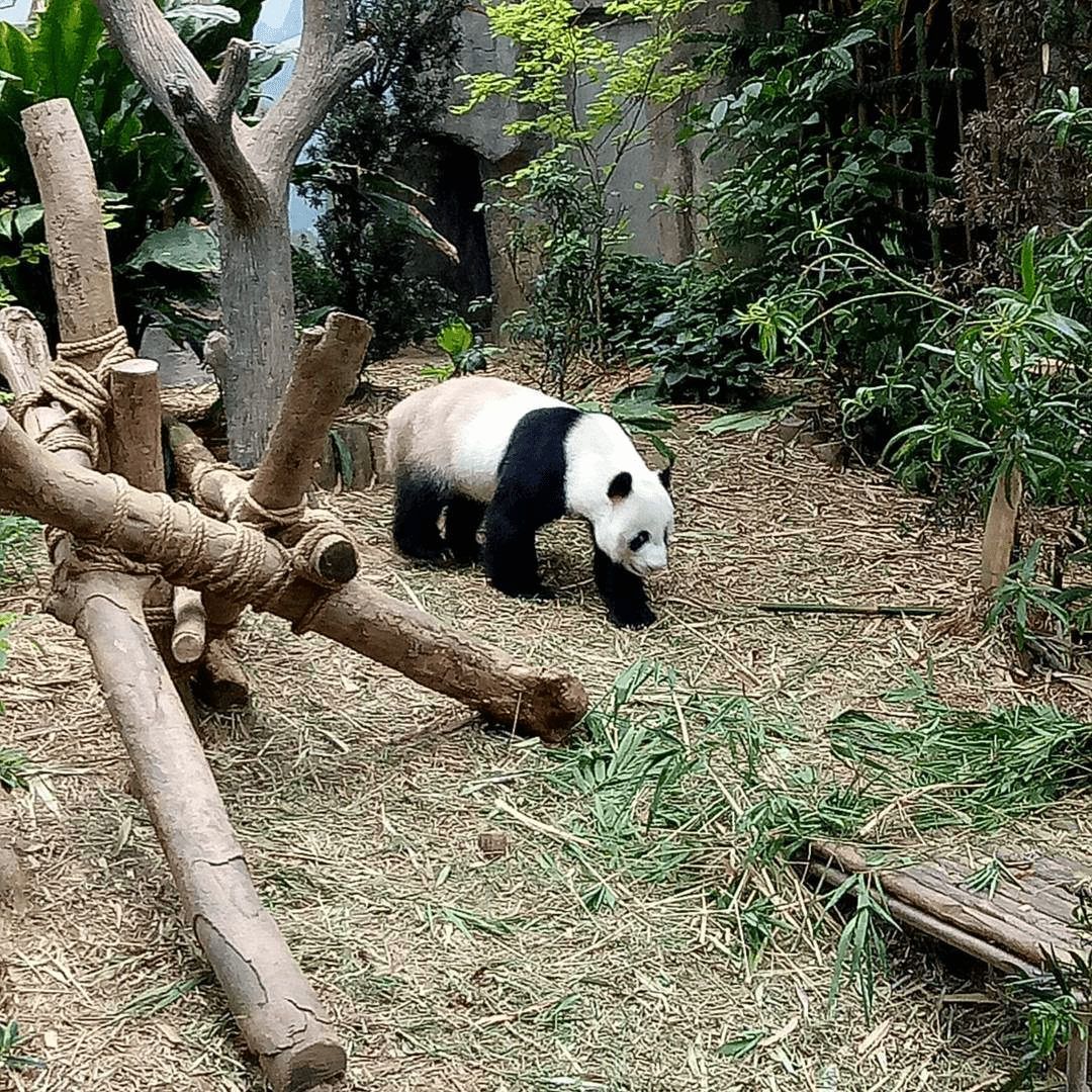 12 Lobangs - Panda Zoo