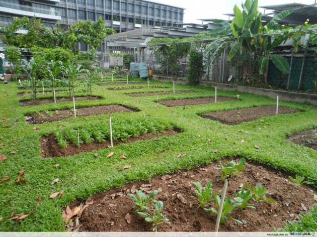 Khoo Teck Puat Hospital rooftop herb garden